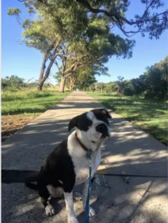 Looking for a Dog sitter- trusting and excited to hang with